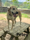 Petey - Photo 4