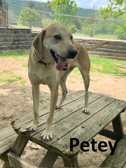 PETEY - Coonhound / Hound available for adoption
