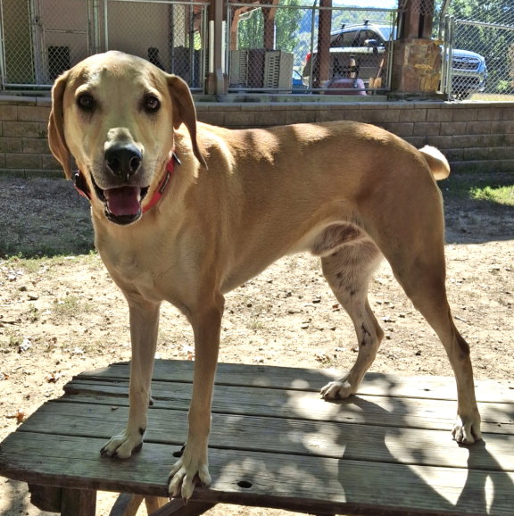 Petey, photo 3