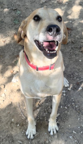 Petey, photo 2