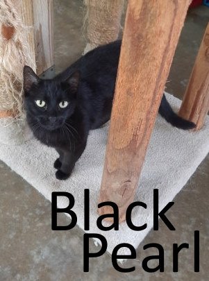 adoptable Cat in Mountain View, AR named Black Pearl