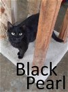 adoptable Cat in  named Black Pearl