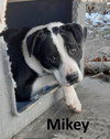 Mikey - Photo 3