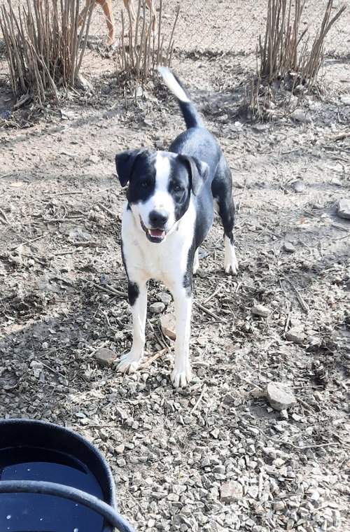 MIKEY - Mountain Cur / Border Collie available for adoption