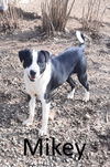 adoptable Dog in , AR named Mikey