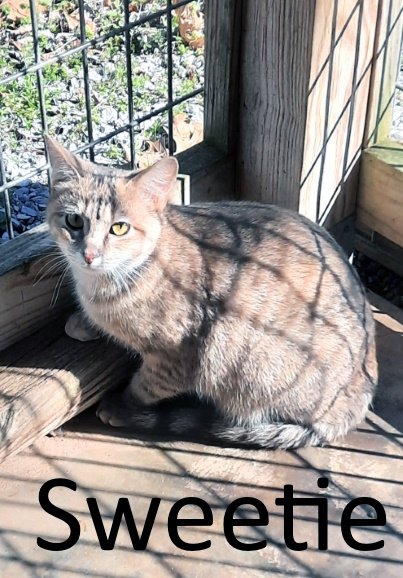 adoptable Cat in Mountain View, AR named Sweetie