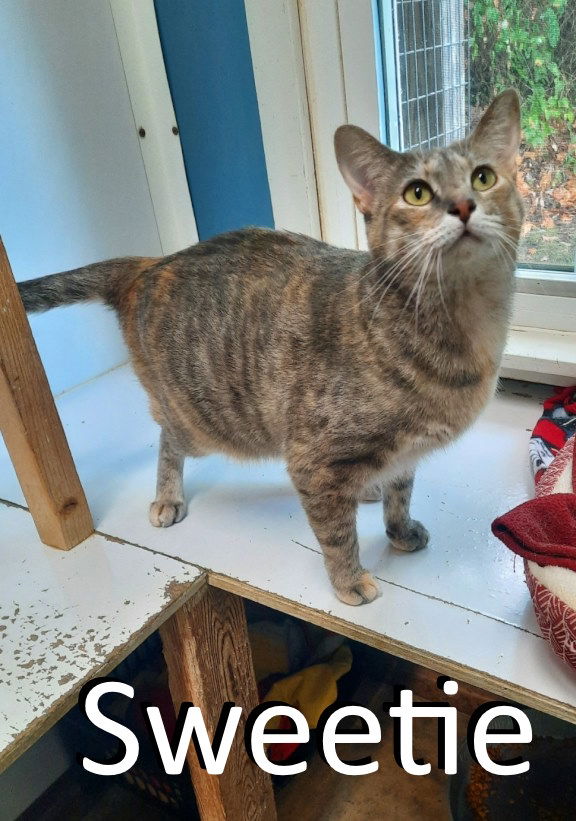 adoptable Cat in Mountain View, AR named Sweetie