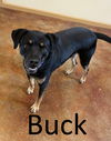 adoptable Dog in , AR named Buck