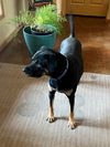 Buck - Photo 6
