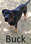 Buck - Photo 1