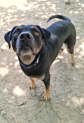BUCK - Rottweiler / Black Mouth Cur available for adoption