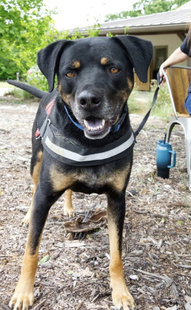 Photo 3 of Buck