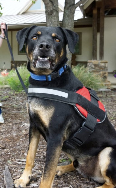 Photo 4 of Buck