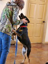 Buck - Photo 8