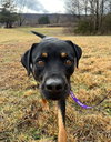 Buck - Photo 7