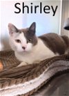 adoptable Cat in , AR named Shirley