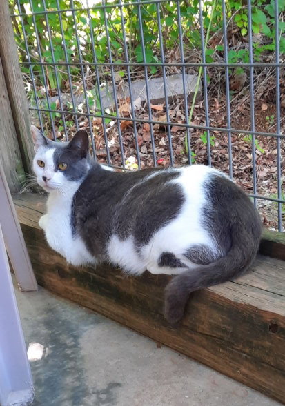 SHIRLEY - Domestic Short Hair available for adoption