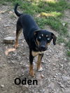 adoptable Dog in , AR named Oden