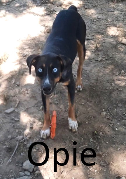 adoptable Dog in Mountain View, AR named Opie