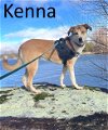 adoptable Dog in mountain view, MO named Kenna
