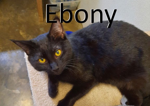 adoptable Cat in Mountain View, AR named Ebony