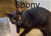 adoptable Cat in mountain view, MO named Ebony
