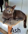 adoptable Cat in mountain view, AR named Ash