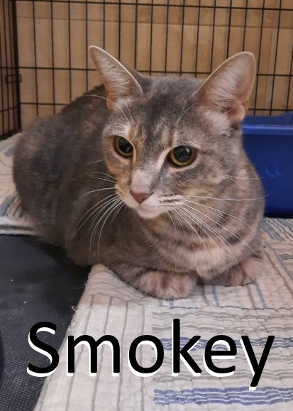 adoptable Cat in Mountain View, AR named Smokey