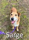 adoptable Dog in , AR named Sarge