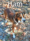 adoptable Dog in mountain view, MO named Ham