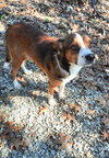 Ham - Photo 5
