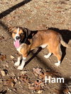 Ham - Photo 3