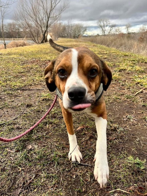 HAM - Terrier / Beagle available for adoption