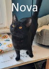 adoptable Cat in Mountain View, MO named Nova