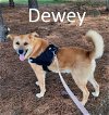 adoptable Dog in mountain view, AR named Dewey