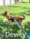 adoptable Dog in Mountain View, AR named Dewey