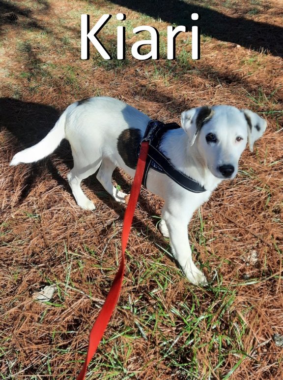 adoptable Dog in Mountain View, AR named Kiari