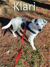 adoptable Dog in mountain view, MO named Kiari