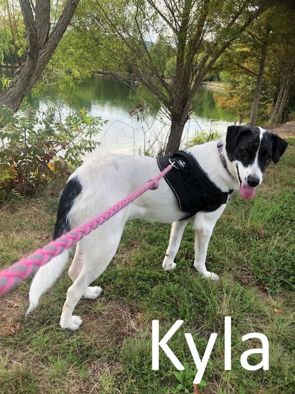 adoptable Dog in Mountain View, AR named Kyla