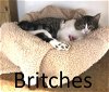 adoptable Cat in mountain view, AR named Britches