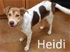 adoptable Dog in  named Heidi