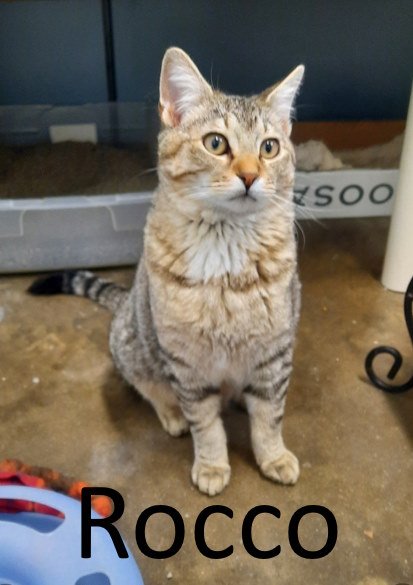 adoptable Cat in Mountain View, AR named Rocco