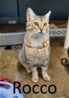 adoptable Cat in , AR named Rocco