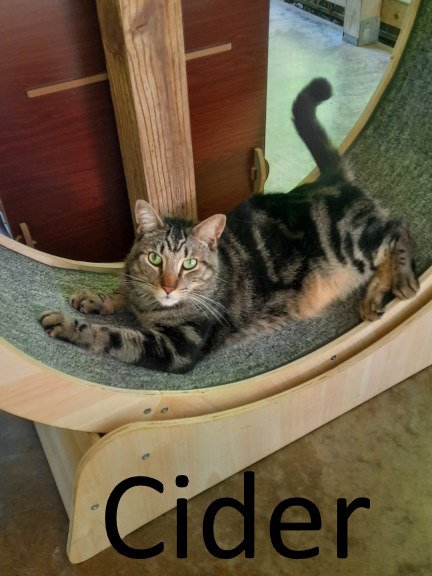 adoptable Cat in Mountain View, AR named Cider