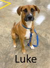 adoptable Dog in Mountain View, AR named Luke