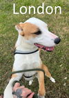 adoptable Dog in mountain view, MO named London