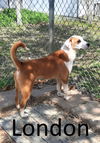 adoptable Dog in , AR named London