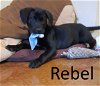 adoptable Dog in  named Rebel