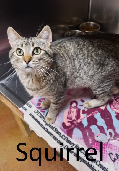 adoptable Cat in Mountain View, AR named Squirrel
