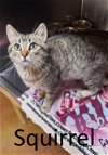 adoptable Cat in , AR named Squirrel